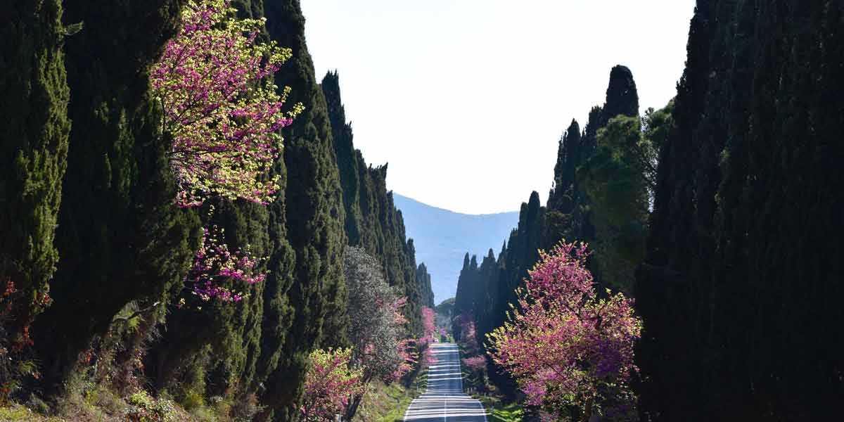 Flavors of Tuscany: A Unique Food & Wine Tasting Day Guests on exclusive private wine tasting and food tour