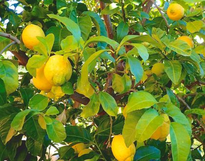 Lemony shred cabbage salad