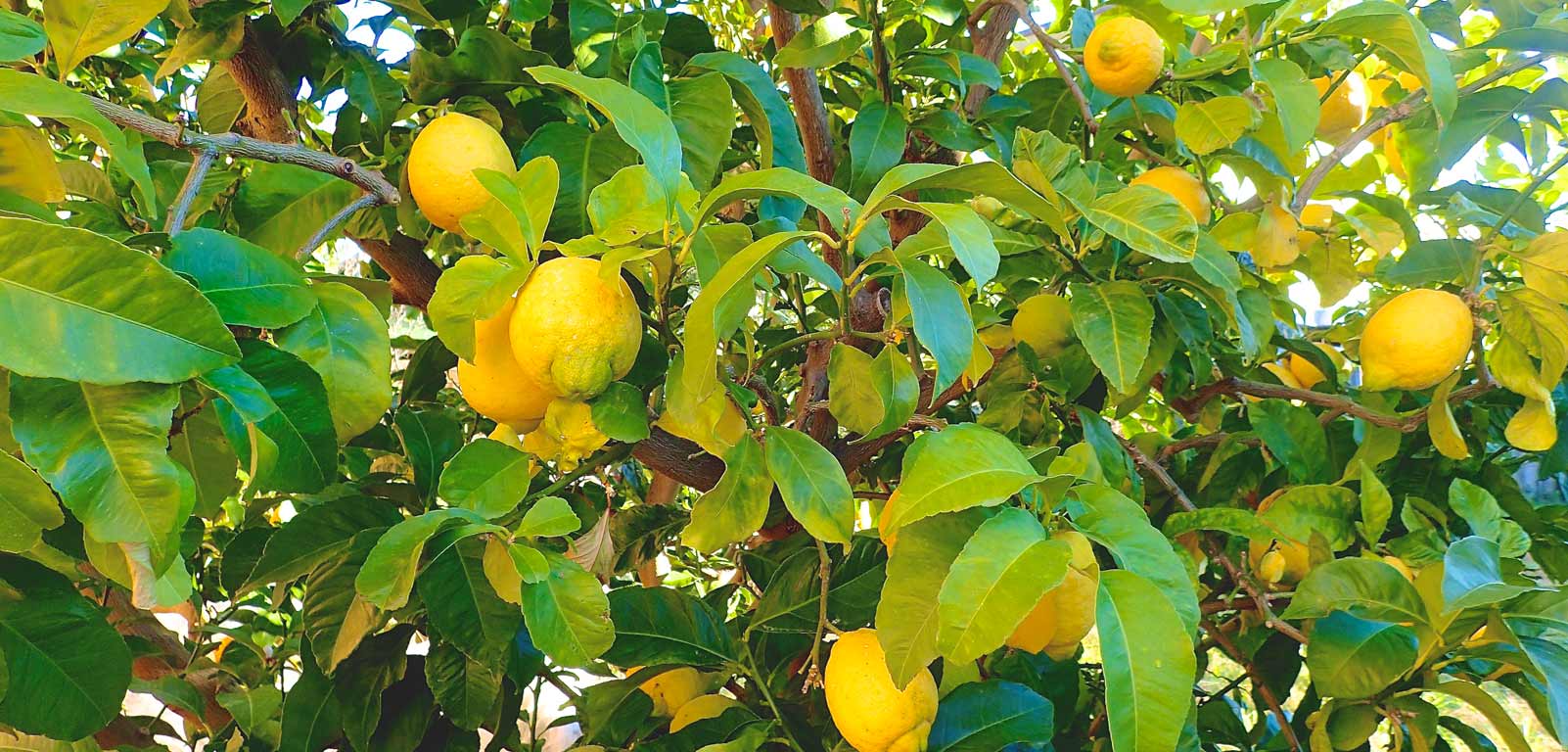 Lemony shred cabbage salad