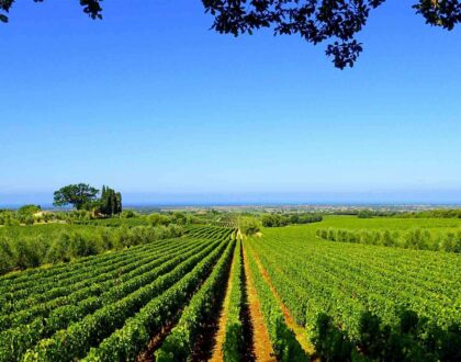 Life, Love & Recipes from My Tuscan Kitchen | February 2024