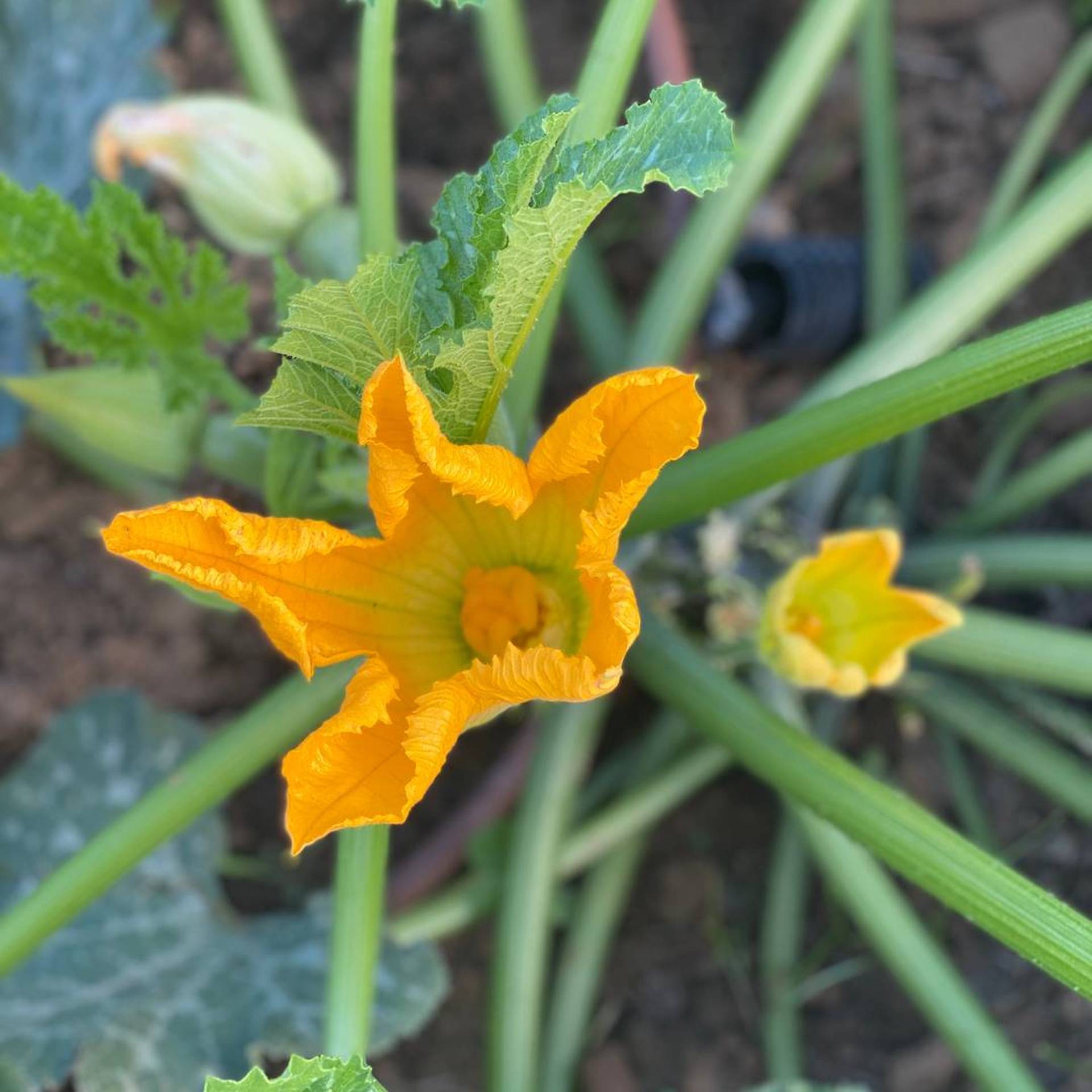 Zucchini Flower